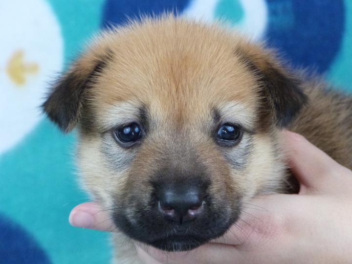 chinook puppy